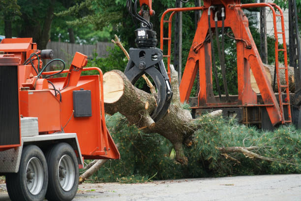 Professional Tree Care Services in Woodville, MS